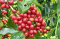 /album/fotogaleria-nosotros/cereza-de-cafe-jpg/